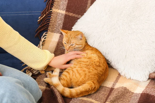 Woman Ginger Cat Sofa Closeup — Stock Photo, Image