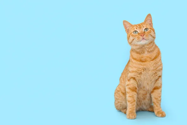 Roztomilý Zázvor Kočka Modrém Pozadí — Stock fotografie