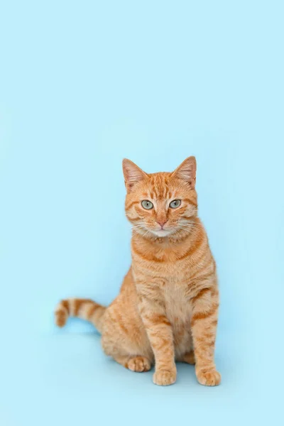 Mavi Arka Planda Sevimli Kızıl Kedi — Stok fotoğraf