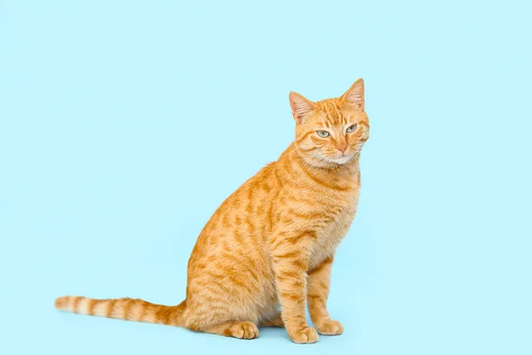 Cute Rudy Kot Niebieskim Tle — Zdjęcie stockowe