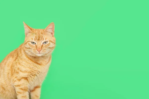 绿色背景的可爱生姜猫 — 图库照片