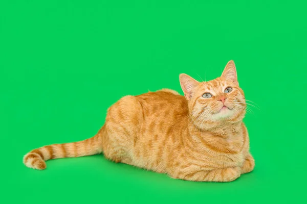 Симпатичный Рыжий Кот Лежит Зеленом Фоне — стоковое фото