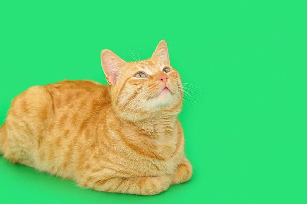 Roztomilý Zázvor Kočka Ležící Zeleném Pozadí — Stock fotografie