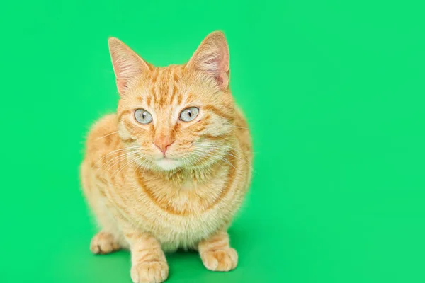 Χαριτωμένο Τζίντζερ Γάτα Πράσινο Φόντο — Φωτογραφία Αρχείου