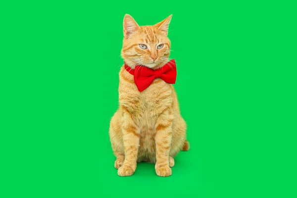 Χαριτωμένο Τζίντζερ Γάτα Παπιγιόν Πράσινο Φόντο — Φωτογραφία Αρχείου