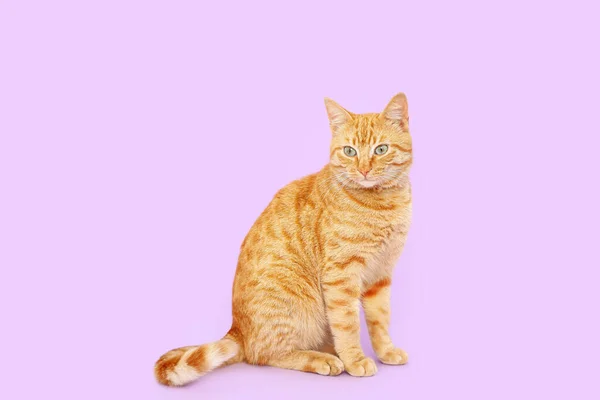 Χαριτωμένη Γάτα Τζίντζερ Λιλά Φόντο — Φωτογραφία Αρχείου