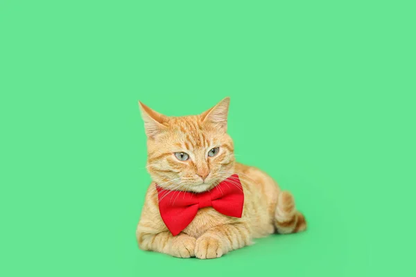 Χαριτωμένο Τζίντζερ Γάτα Παπιγιόν Που Βρίσκεται Στο Πράσινο Φόντο — Φωτογραφία Αρχείου