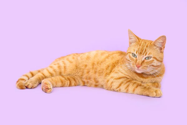 Χαριτωμένη Γάτα Τζίντζερ Ξαπλωμένη Λιλά Φόντο — Φωτογραφία Αρχείου