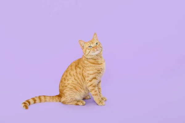 Cute Ginger Cat Lilac Background — Stock Photo, Image