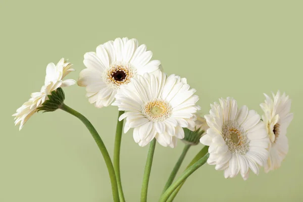 Schöne Gerbera Blumen Auf Grünem Hintergrund Nahaufnahme — Stockfoto