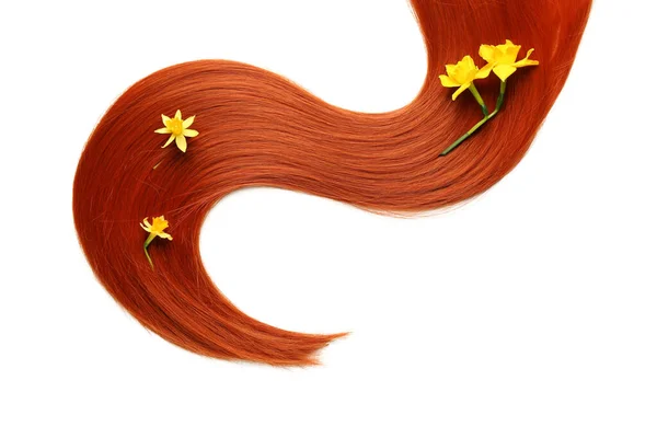 Ingwer Haarsträhne Mit Schönen Narzissenblüten Auf Weißem Hintergrund Nahaufnahme — Stockfoto
