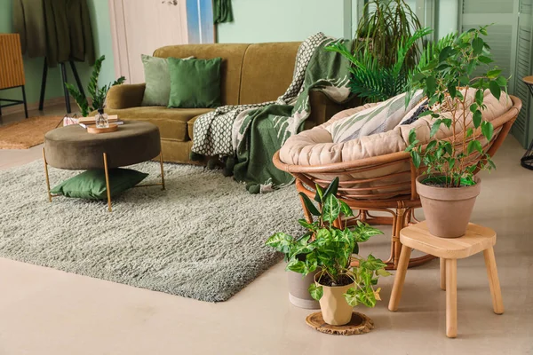 Interior Dari Ruang Tamu Bergaya Dengan Tanaman Rumah Tangga Sofa — Stok Foto