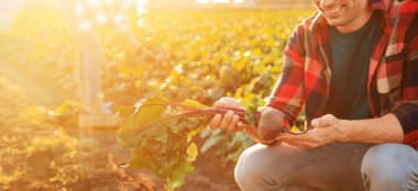 Erkek çiftçi tarlada pancar topluyor.