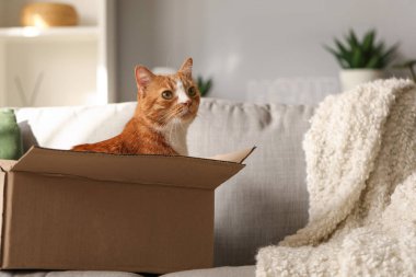 Evdeki kanepede karton kutudaki komik kedi.