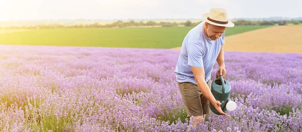 Male farmer with watering can in lavender field