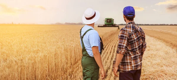 Male Farmers Wheat Field Back View — Stock Photo, Image