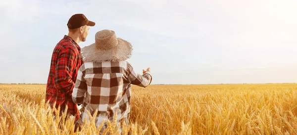 Farmers Wheat Field Sunny Day — Stock Photo, Image