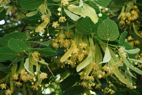 Blossoming Linden Branches Outdoors Closeup — Stock Photo, Image