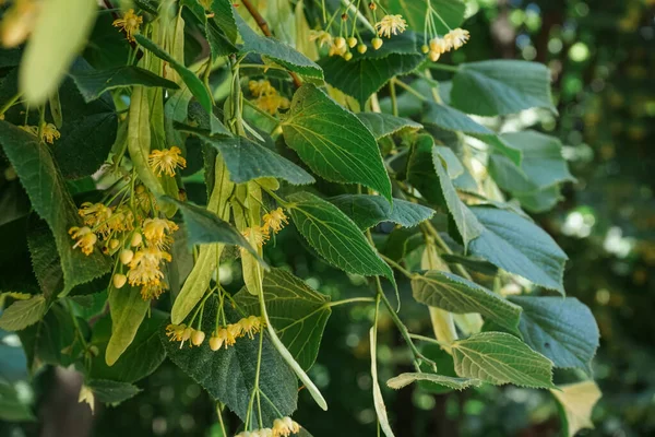 Blossoming Linden Branches Outdoors Closeup — Stock Photo, Image