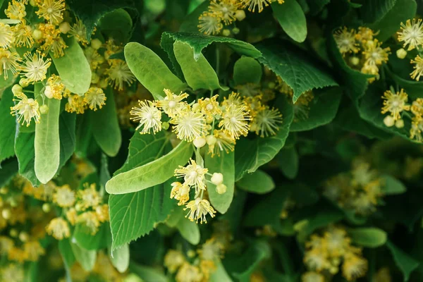 Blossoming Linden Tree Yellow Flowers Green Leaves Outdoors Closeup — Stock Photo, Image