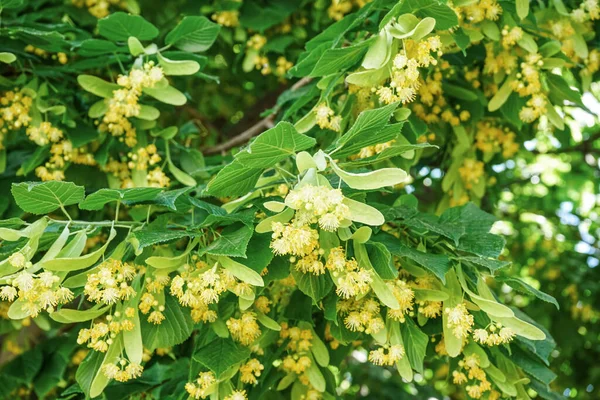 Blossoming Linden Tree Yellow Flowers Green Leaves Outdoors — Stock Photo, Image