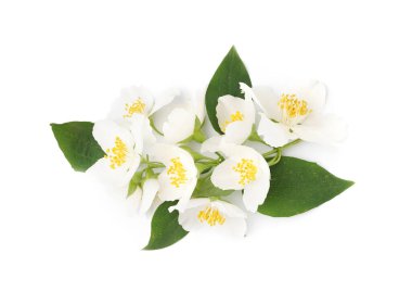 Beyaz arka planda yasemin dalı