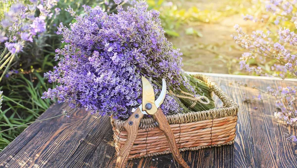 Box Lavender Flowers Gardening Pruner Field — Stock Photo, Image