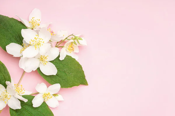 Blooming Jasmine Branch Pink Background — Stock Photo, Image