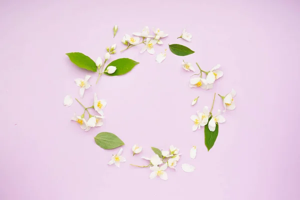 Frame Made Beautiful Jasmine Flowers Lilac Background — Stock Photo, Image