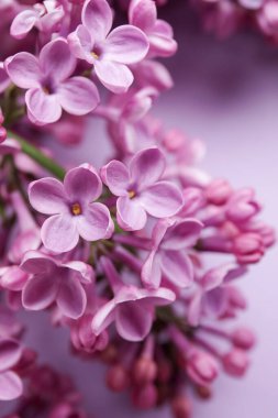 Arkaplan olarak açan leylak çiçekleri, yakın plan