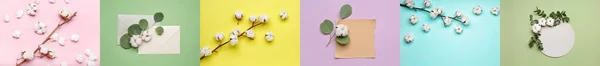 Collage Aus Weichen Baumwollblumen Auf Farbigem Hintergrund — Stockfoto