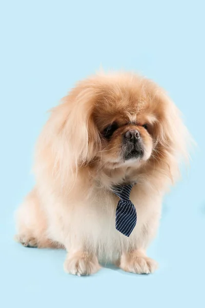 Cute Dog Necktie Blue Background — Stock Photo, Image