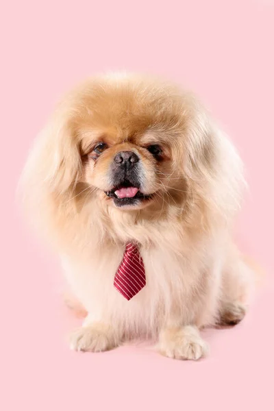 Cute Dog Necktie Pink Background — Stock Photo, Image