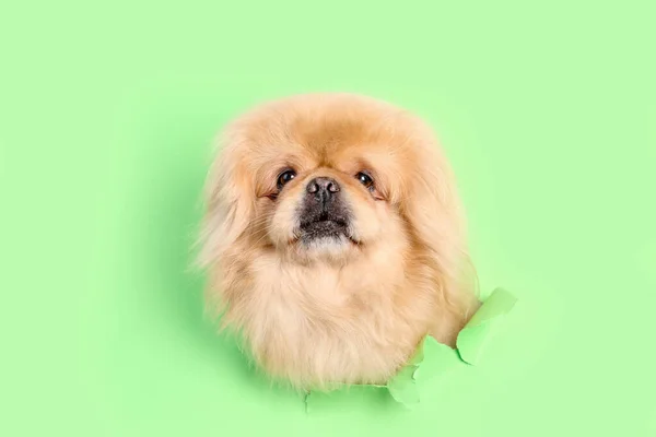 Cute Fluffy Dog Looking Out Hole Torn Green Paper — Stock Photo, Image