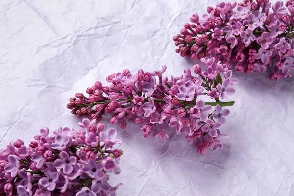 Blooming Lilac Flowers Color Crumpled Paper Background — Stock Photo, Image