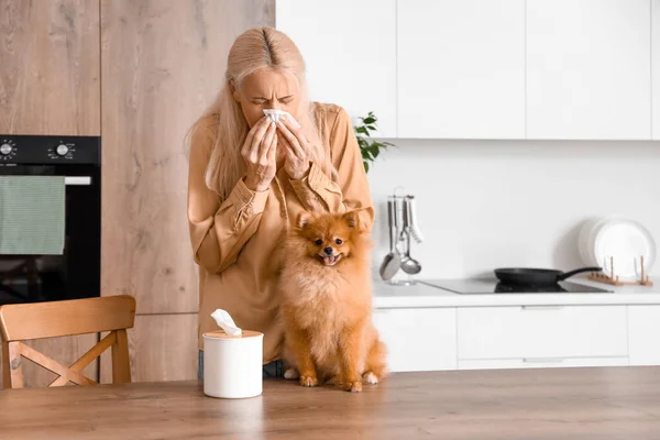 Allergic mature woman with tissue and Pomeranian dog in kitchen
