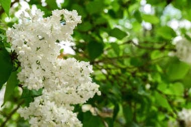 Bahar günü güzel beyaz leylak çiçekleri, yakın plan.