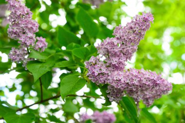 Bulanık arkaplanda güzel mor leylak çiçekleri, yakın plan.