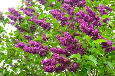 Bahar gününde güzel leylak ağacı