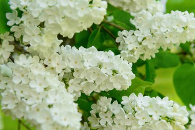 Bahar günü güzel beyaz leylak çiçekleri, yakın plan.