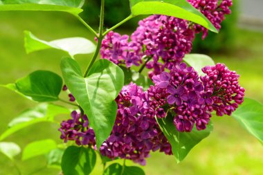 Bulanık arkaplanda güzel mor leylak çiçekleri, yakın plan.