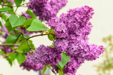 Bulanık arkaplanda güzel mor leylak çiçekleri, yakın plan.