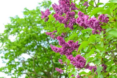 Güzel mor leylak çiçekleri bahar günü