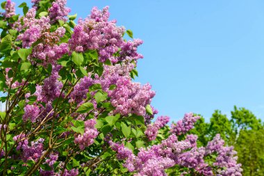 Mavi arka planda güzel mor leylak çiçekleri