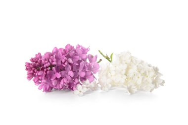 Beyaz arka planda güzel leylak çiçekleri dalları
