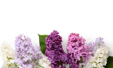 Beyaz arka planda farklı güzel leylak çiçekleri olan kompozisyon