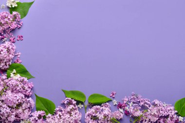 Mavi arka planda yaprakları olan güzel leylak çiçekleri.