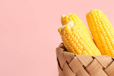Pembe arka planda taze mısır koçanları olan sepet.