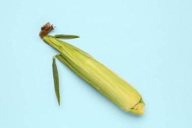 mavi zemin üzerine taze mısır mısır koçanı