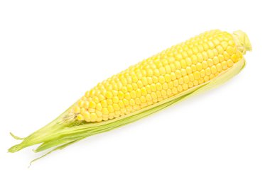 Beyaz arkaplanda taze mısır koçanı